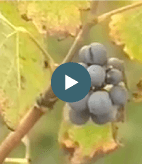 Wine and Food in San Francisco